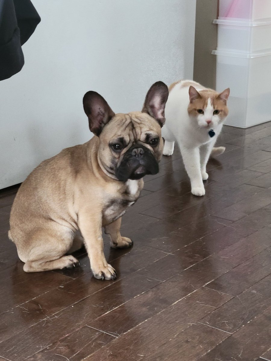 fsjrancherswife's tweet photo. I'm not sure why they look so guilty.... haha
#RanchersWife #FrenchBulldog #CatsOnTwitter #GuiltyLooks https://t.co/5OpivwBIZD
