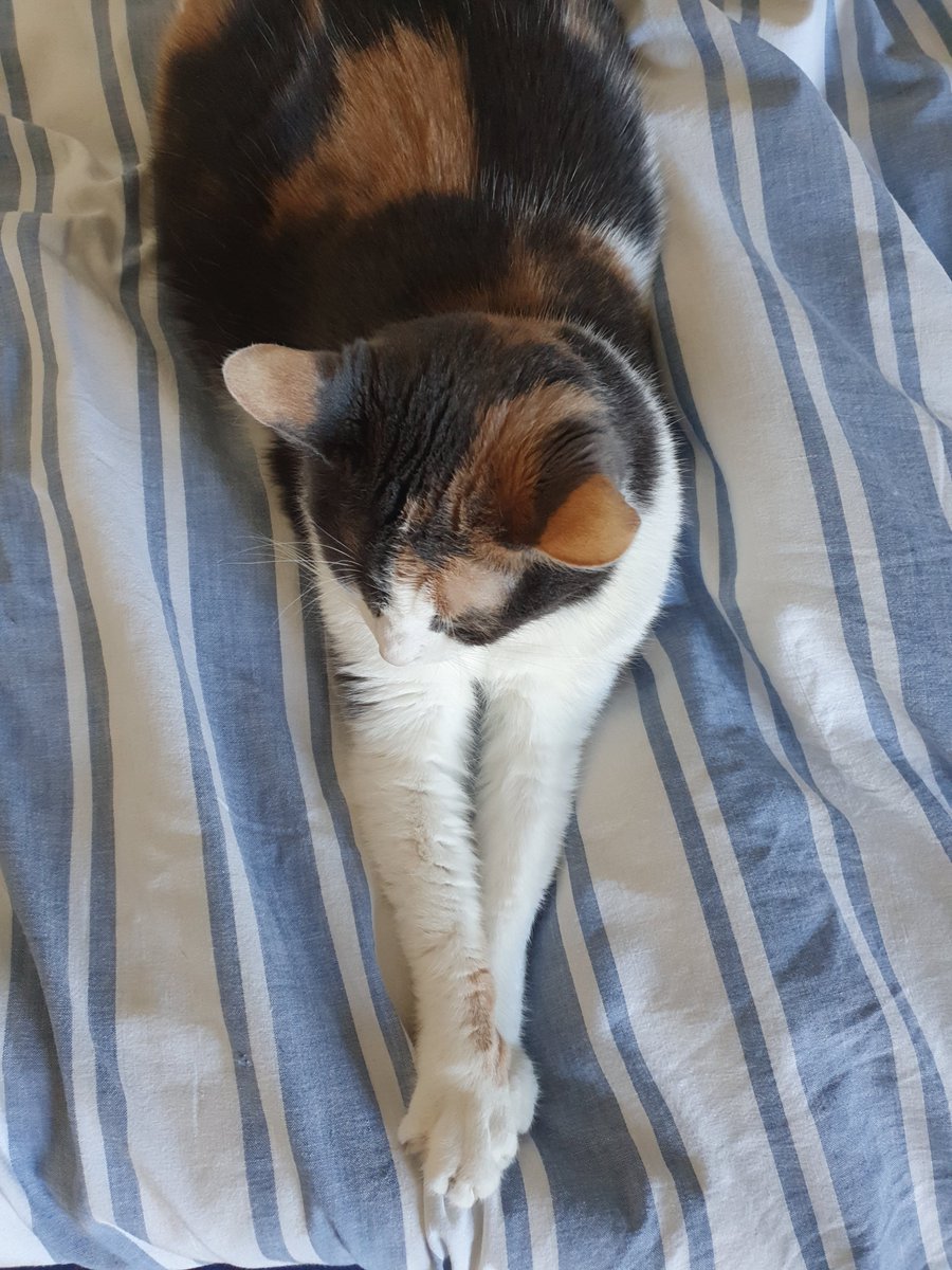 brune12's tweet photo. @InfernoSchnapp Brötchen, aussi appelée Brot, pépette, Chatchat... https://t.co/qYhzIqhHcc