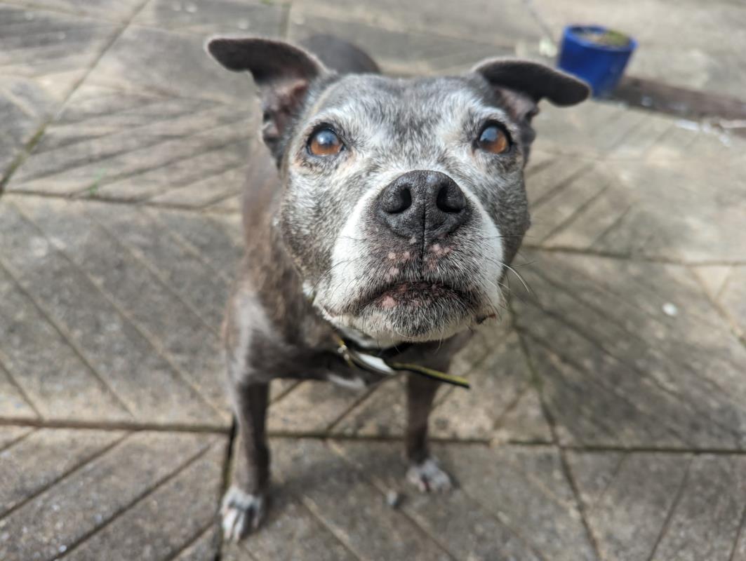 URGENT, please retweet to help Cariad find a home #BRIDGEND #WALES 🏴󠁧󠁢󠁷󠁬󠁳󠁿 AGED 13!! She is looking for a calm home, children aged 14+ and potentially another quiet dog. Please share widely to help her🐶✅🙏 DETAILS👇 dogstrust.org.uk/rehoming/dogs/… #TeamZay #dogs #DogsofTwittter #pets