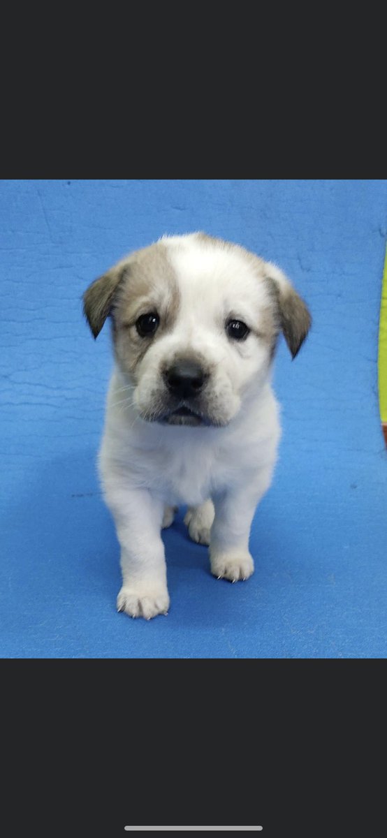 sospelinesprote's tweet photo. Jhany es una peque de mes y medio que será de tamaño mediano pequeño. Busca familia en A Coruña. Si quieres conocerla, haz el cuestionario de nuestro perfil https://t.co/nWHc9l4PZ9