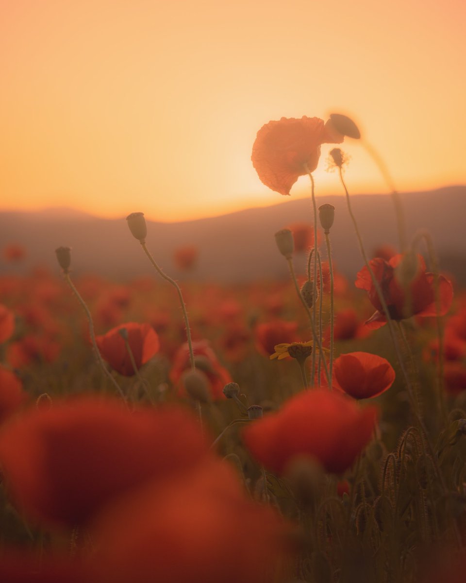dfernann_shots's tweet photo. Gn! 🌜
#photography #photo #photooftheday #picoftheday #landscape #flowers #spring #Primavera #NFTs #NFT #NFTCommunity #nftcollectors https://t.co/BUdEMdDbId