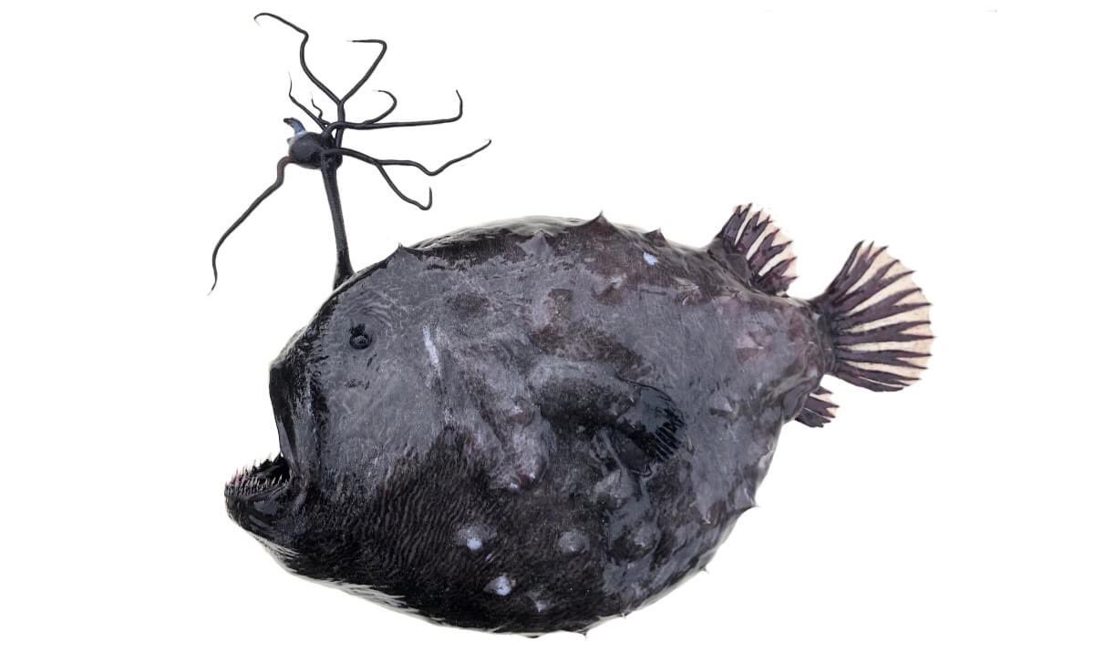 A round black fish with a lure off her head