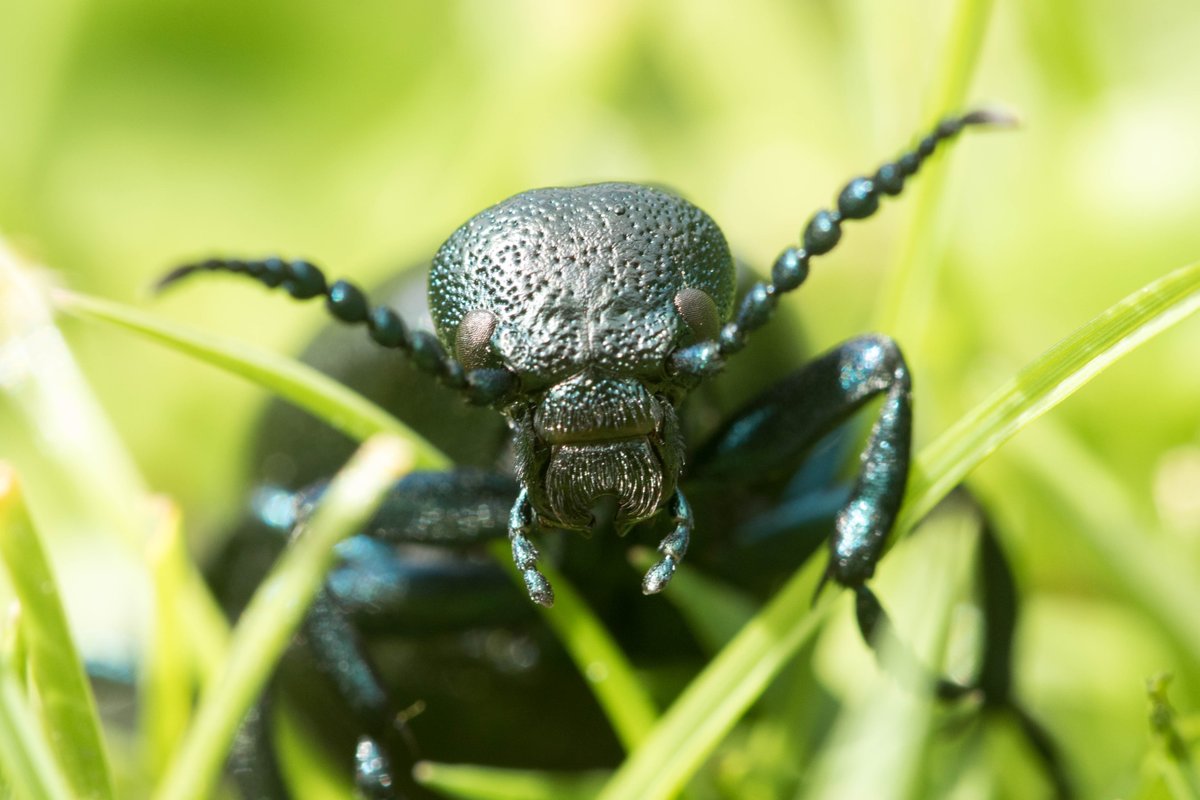 GranthamEcology's tweet photo. An oil beetle portrait - these beauties are out on @scillyvineyard in good numbers this year! The adults graze on grass looking very innocuous, but their larvae are rather more neferious, climbing flowers to hitch a lift with solitary bees whereupon they parasitise the nest! https://t.co/CaslKQAhJ3