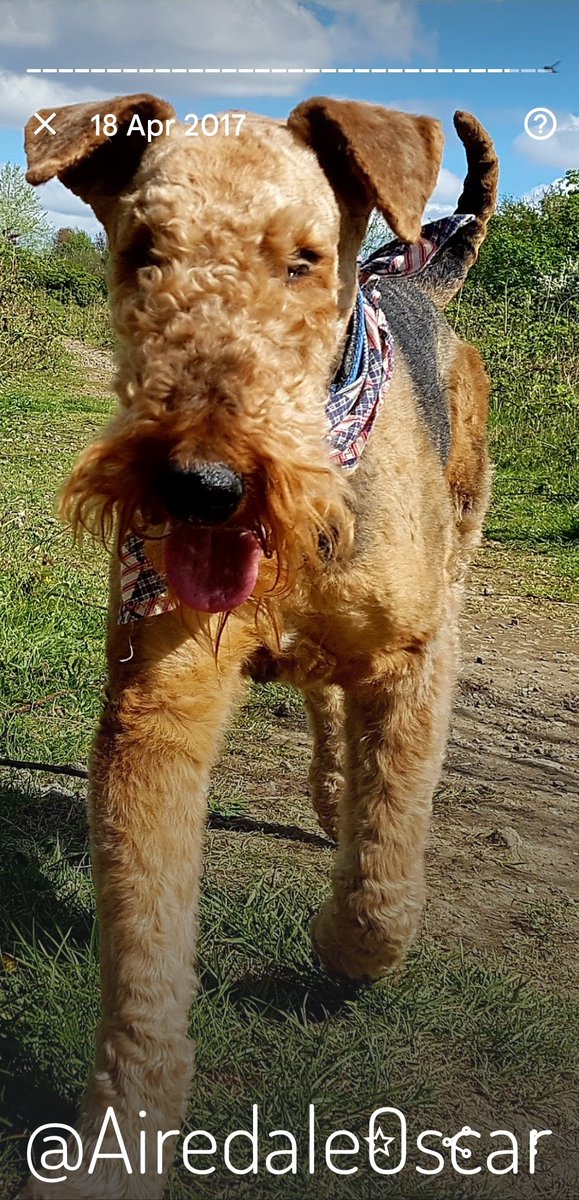 18th April 2017 aged 9
Oscar was very stylish in his bandana 💞
#Airedale #AiredaleTerrier #Terrier #DogsOfTwitter #HandsomeBeast #InRemembrance