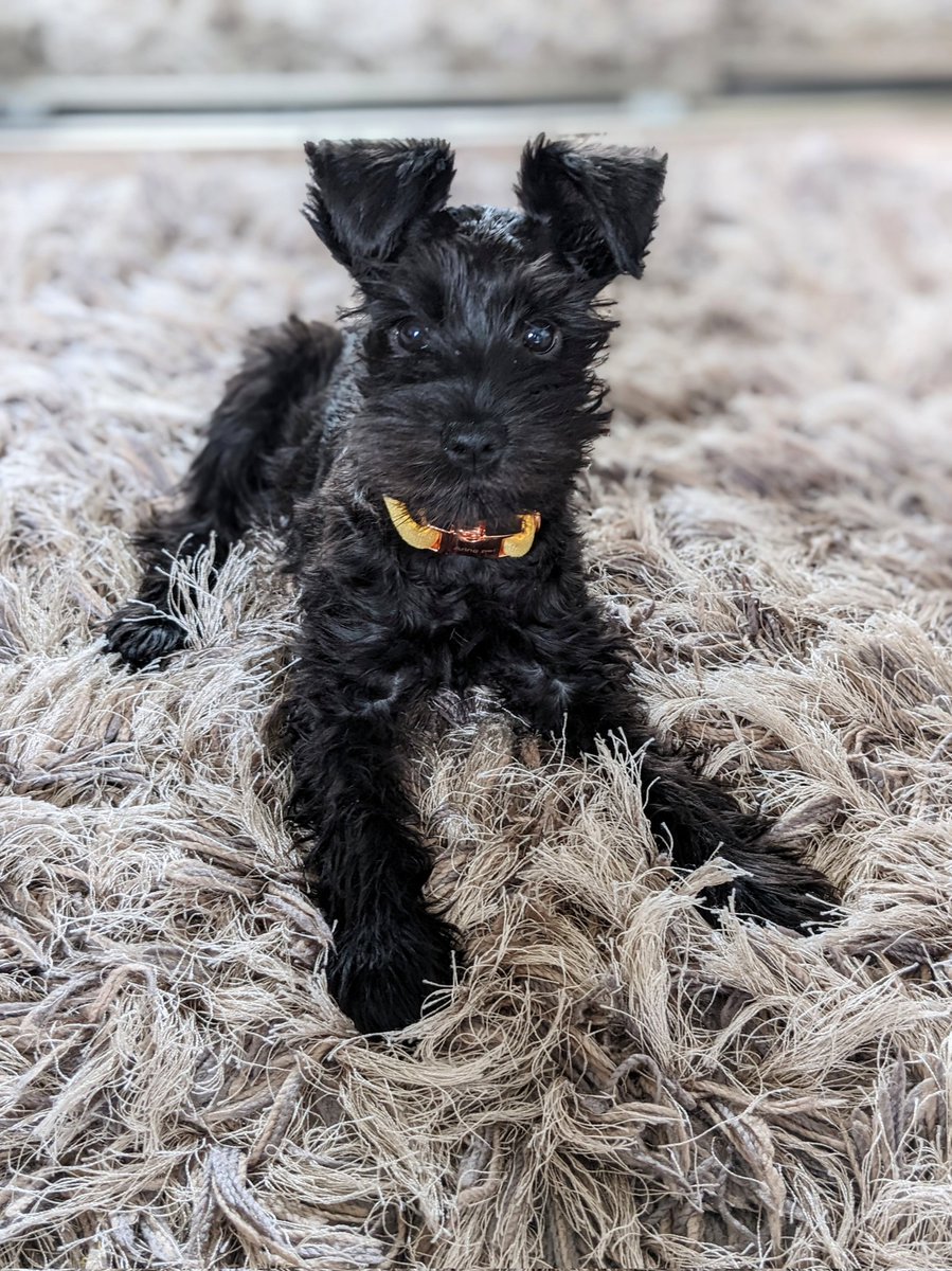 r_vaneee's tweet photo. Sol &amp; I have a new furry friend, Lola 🐾🐕💛 https://t.co/TQZZGworf0