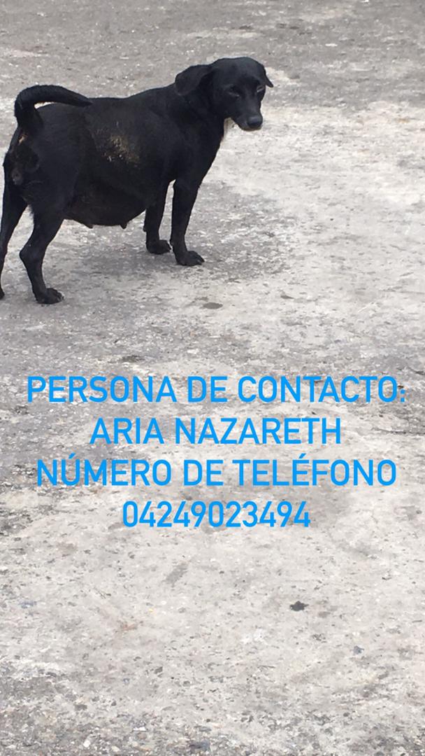 PerroUsuario Wof '•' tweet media