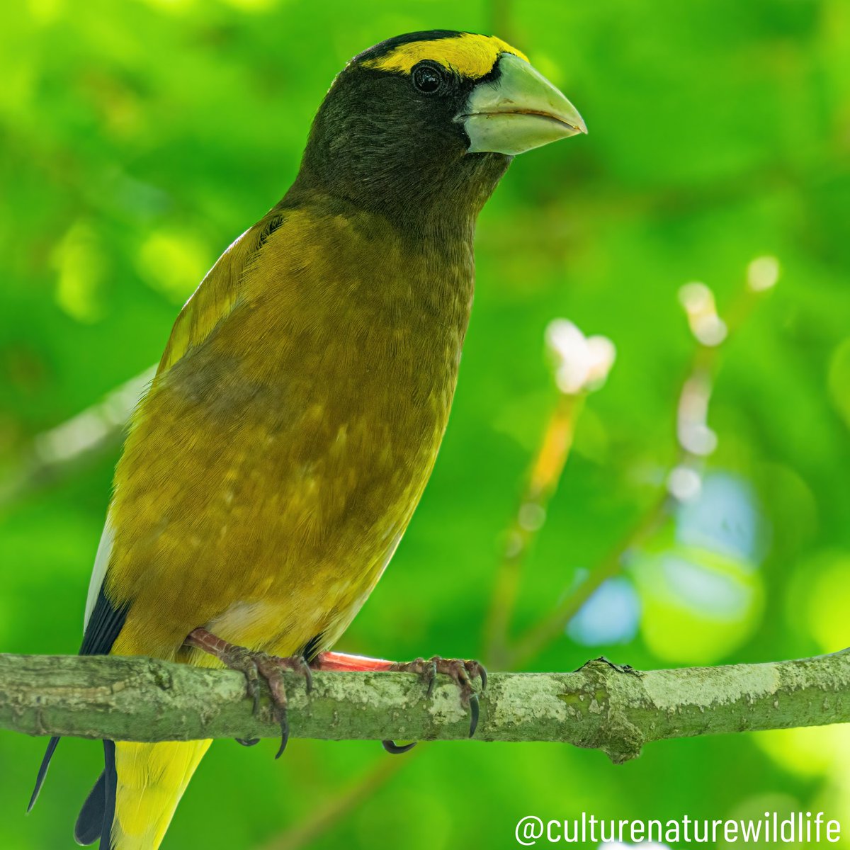 nwpsHQ's tweet photo. Evening Grosbeaks are a heavyset finch that uses their enormous bills to crush seeds. Pictured, is a male adult - with a blackish head and bright yellow undersides and backs. ⭐️

📸 @culturenaturewildlife

#eveninggrosbeak #birdsofbc #canadianbirds #springinbc #pacificnorthwest https://t.co/hvTf7p2XKA