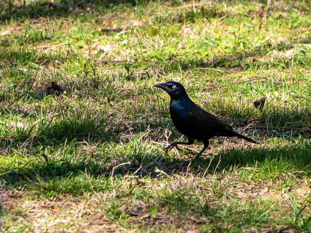 The #CommonGrackle, mean-looking and beautiful at the same time with its gorgeous iridescent black color & striking eyes. #birds #BirdsPhotography #birding #BirdsSeenIn2022 #birdwatching #IBirdNY #nature #NaturePhotography #TwitterNatureCommunity #wildlife #wildlifephotography