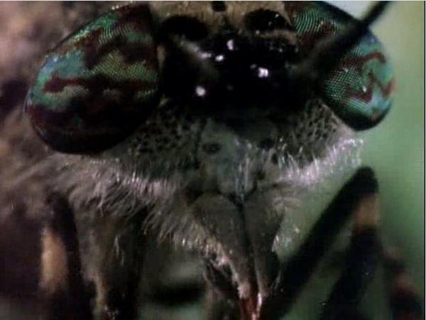 Spongebob ist der Grund fuer meine Insektenphobie.. :(