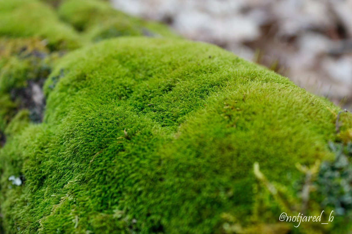 notjared_b's tweet image. #AprilTextureChallenge entry and some Dutchman's Britches.