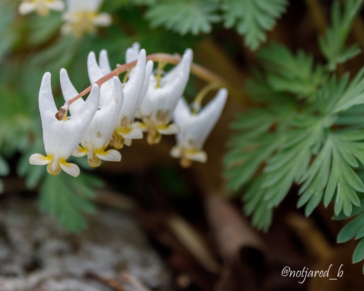 notjared_b's tweet image. #AprilTextureChallenge entry and some Dutchman's Britches.