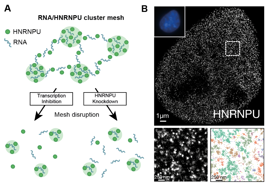 Are you looking for a postdoc position to study 3D chromatin structure and transcription? We have three posts open for molecular biologists, imaging experts and cell biology. Please get in touch if you would like to chat!