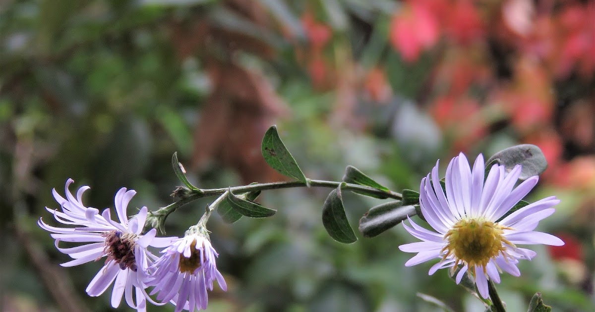 Talking Plants >>> Happy Michaelmas down under: Kayaking down the Yarra River in recent weeks I've been noticing the variety of weeds. Not with distaste, more botanical curiosity. Most of them clearly spread through seed or plant… dlvr.it/SNp6Zt <<< <a href="/RBG_Victoria/">RBG Victoria</a>