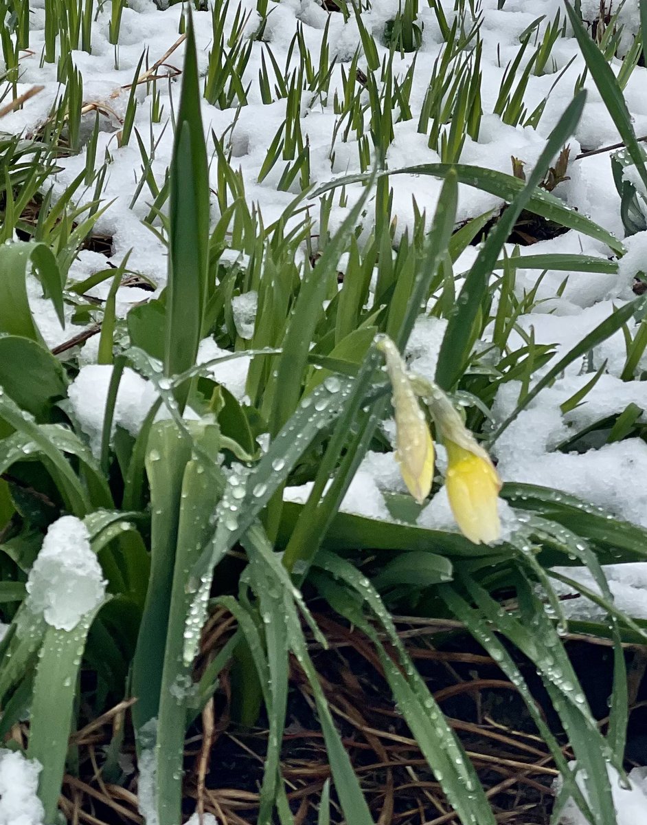UMichPedsID's tweet photo. Taking a moment to appreciate “Pure Michigan!” It’ll be 75° in a couple days probably! ❄️💐🥶🥵☀️🙃#umichpedsid #fellowshipflurries #snowyspring #daffodils #snowinapril #goblue #puremichigan #4seasons https://t.co/6NApg8VjnL