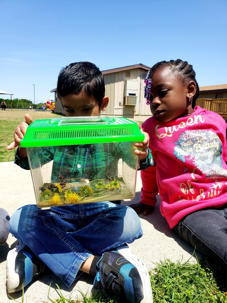 We investigated part of <a href="/Hatfieldcougars/">Hatfield Elementary</a> schoolyard with PreK to observe and ask Qs about insects! We even found an itsy bitsy spider attempting to go up the water spout! 🔎🦋🐞🐝🕷🪳🔍 #NISDoutside
