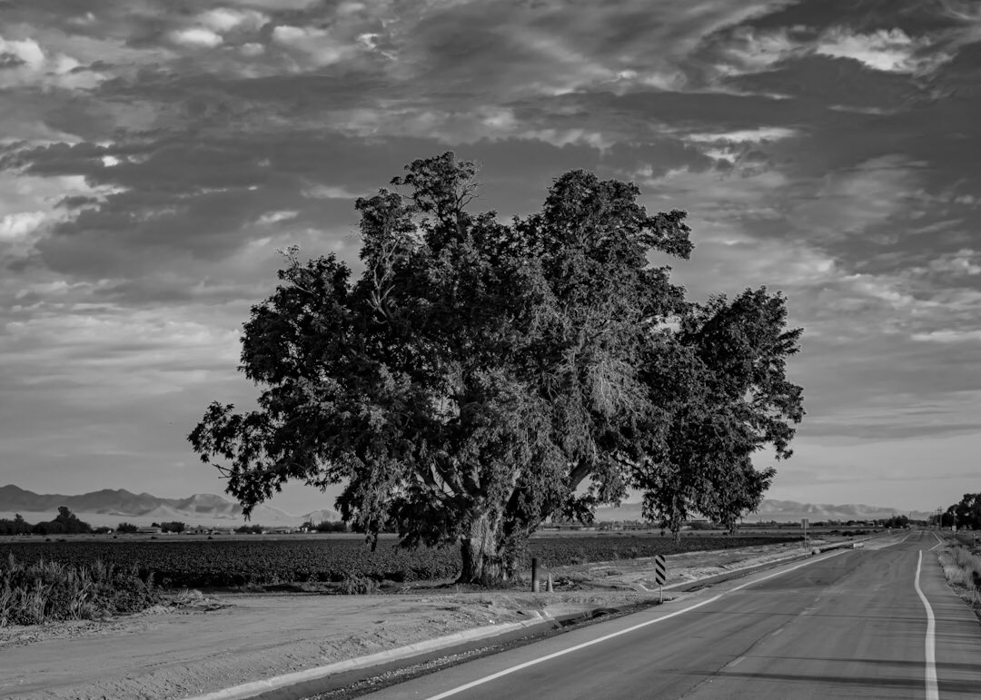 Roadside Attraction 
#landscapephotography #treeoflife #PhotoModeMonday #blackandwhitephotography
