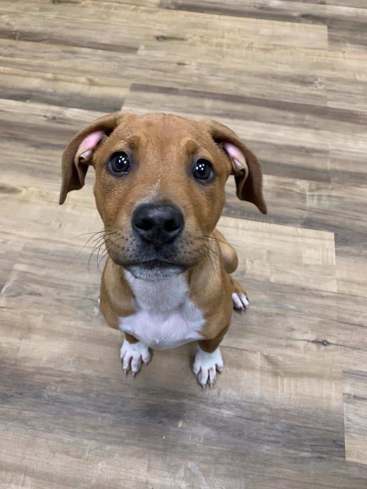CARE STL (@carestl1) on Twitter photo Still looking for fosfer for K-Swiss 🙏
He is about 4 months old, super loving. It's so hard to see a single puppy at the shelter. K-Swiss was found roaming at Forest Park. Please email info@icarestl.org if you can foster him for a couple of days until we find a permanent foster. Still looking for fosfer for K-Swiss 🙏
He is about 4 months old, super loving. It's so hard to see a single puppy at the shelter. K-Swiss was found roaming at Forest Park. Please email info@icarestl.org if you can foster him for a couple of days until we find a permanent foster.