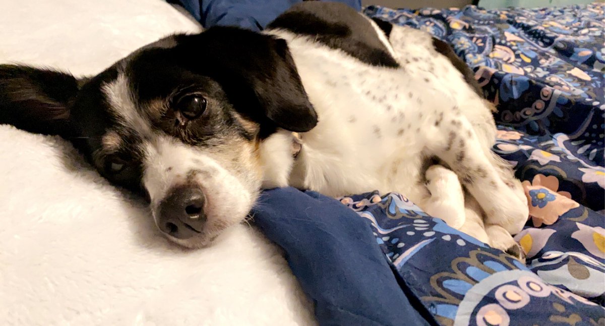 Mollygarv_oh's tweet photo. I need to find someone that looks at me the way my dog does. #RescueDogs #DogsofTwittter #ratedogs https://t.co/CnhMQm8avz