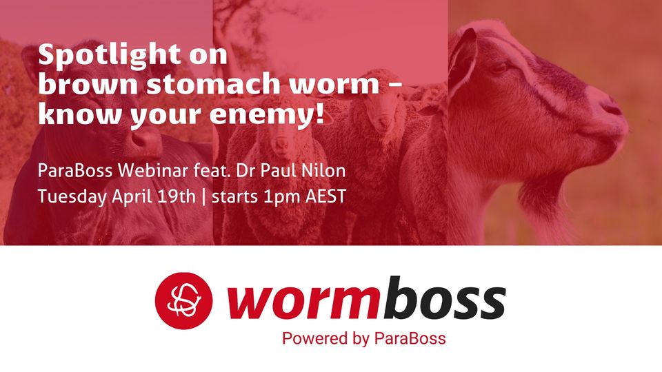 Today 1pm @ParaBoss are hosting a webinar on all things brown stomach worm. Not just for sheep - cattle and goats included. Register here: zoom.us/webinar/regist… #worms #sheepworms