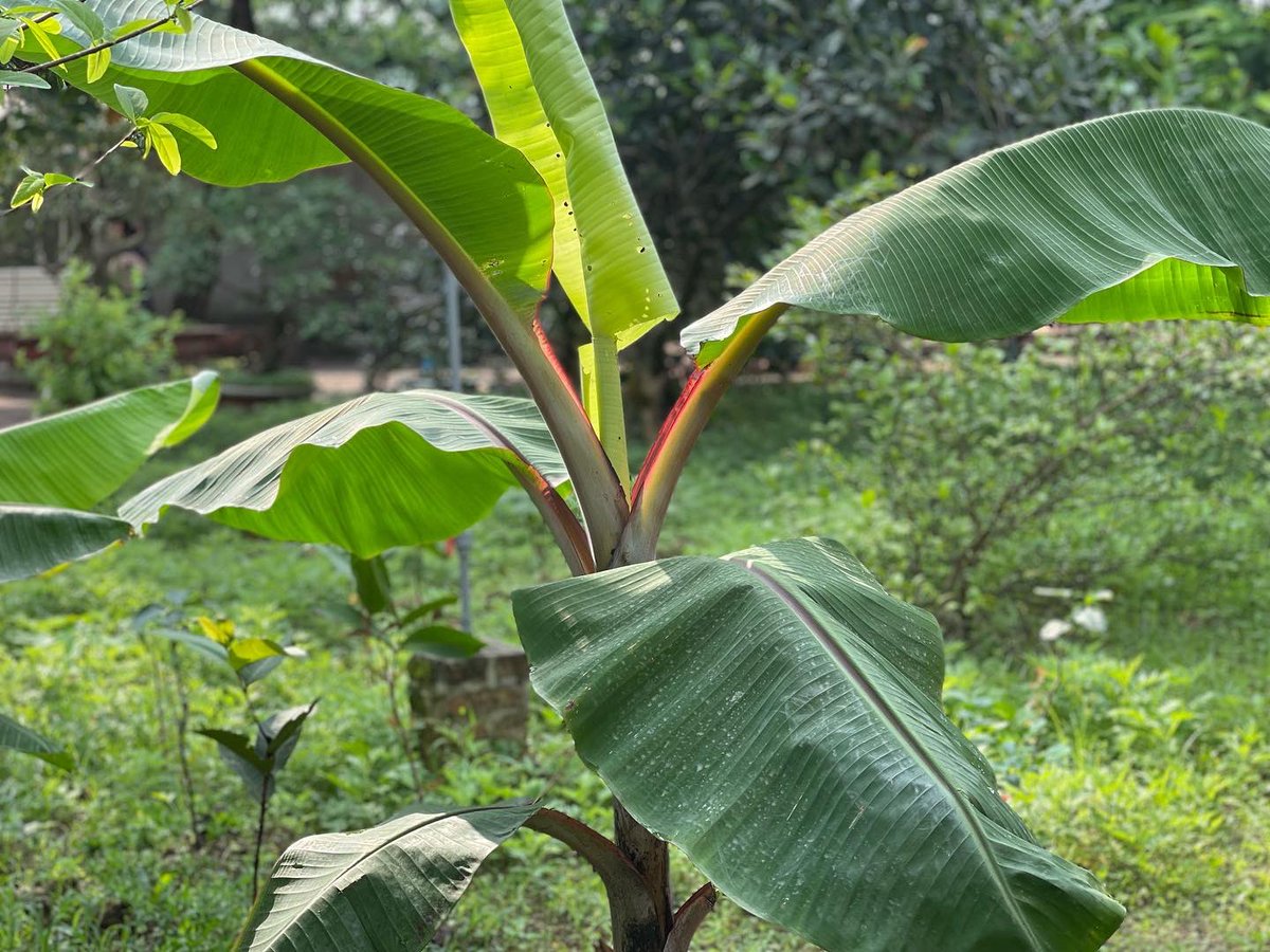 ToOanh11's tweet photo. There is no need to drive anywhere, simply take a walk and explore natural wilderness at your own pace. 

No traffic jam, no crowd, just you and nature ☘️

#healinggarden #farmstay #vietnam #beauty #photography #organic #comingsoon https://t.co/Wgs9Ohb21R