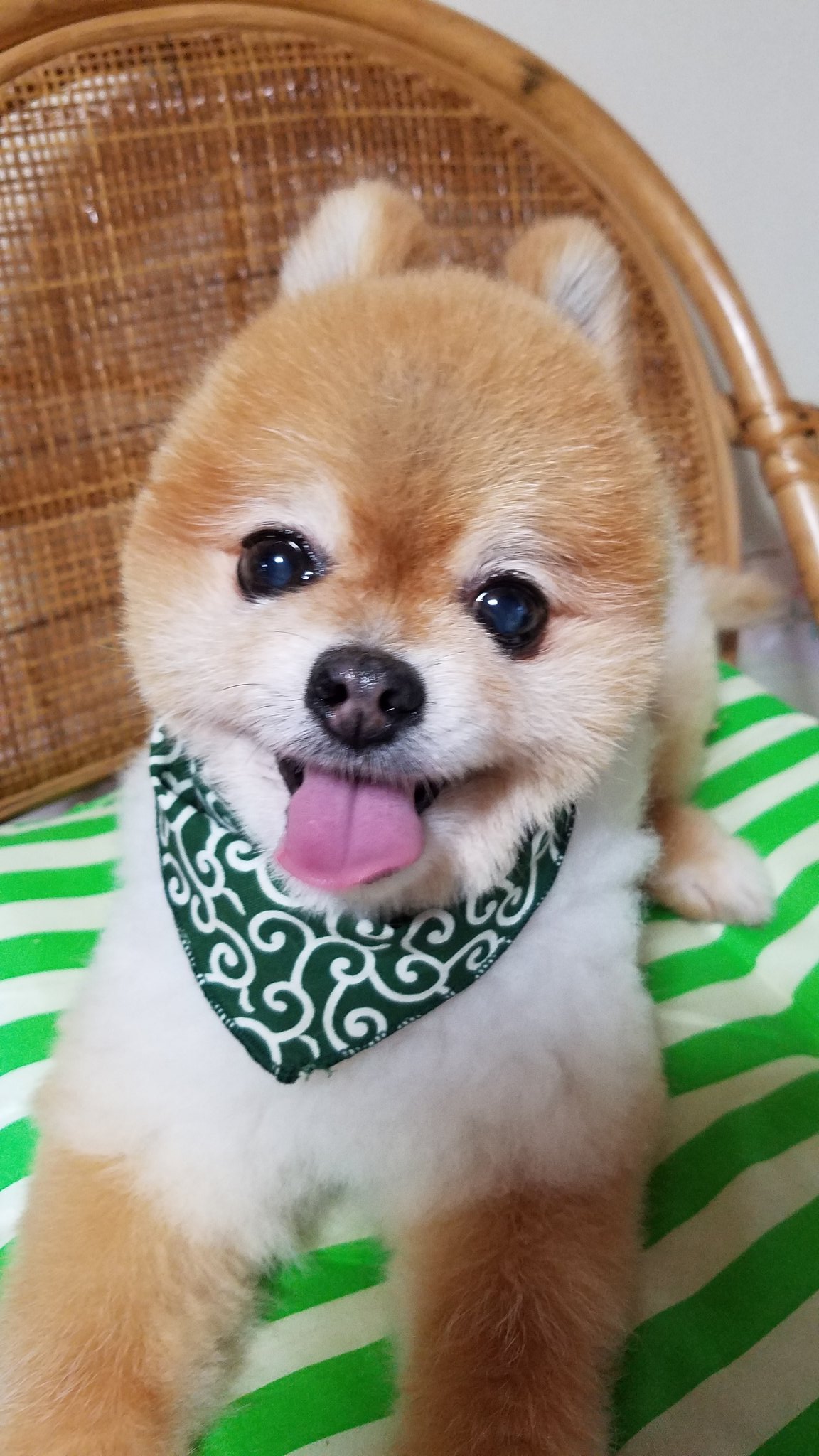 Tweets With Replies By ポメラニアン プリン1不具合中 Purinorngigo Twitter