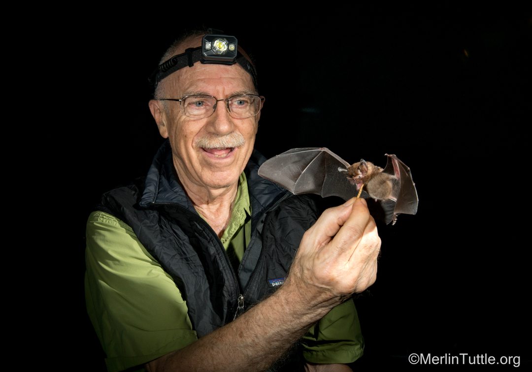 MerlinsBats's tweet photo. Here’s Merlin just a couple years ago in Panama, training a hairy big-eared bat (Micronycteris hirsuta) to come on call to get a treat from his hand. As you can see, it worked. LEGENDARY!
#helpingbatshelpspeople #batsarecool #batmanlives https://t.co/zmlvjPYDJP