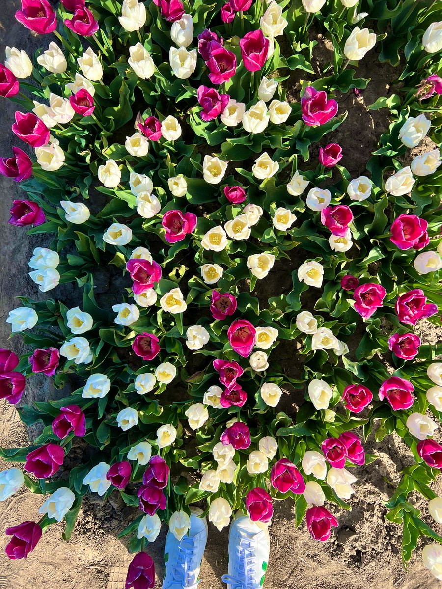 ChrystalBracher's tweet photo. That 4 day weekend went so fast! I spent the 4 days travelling around Belgium, it was delightful! Perfect season for my favourite flowers, 🌷 https://t.co/fd43YwZ96i