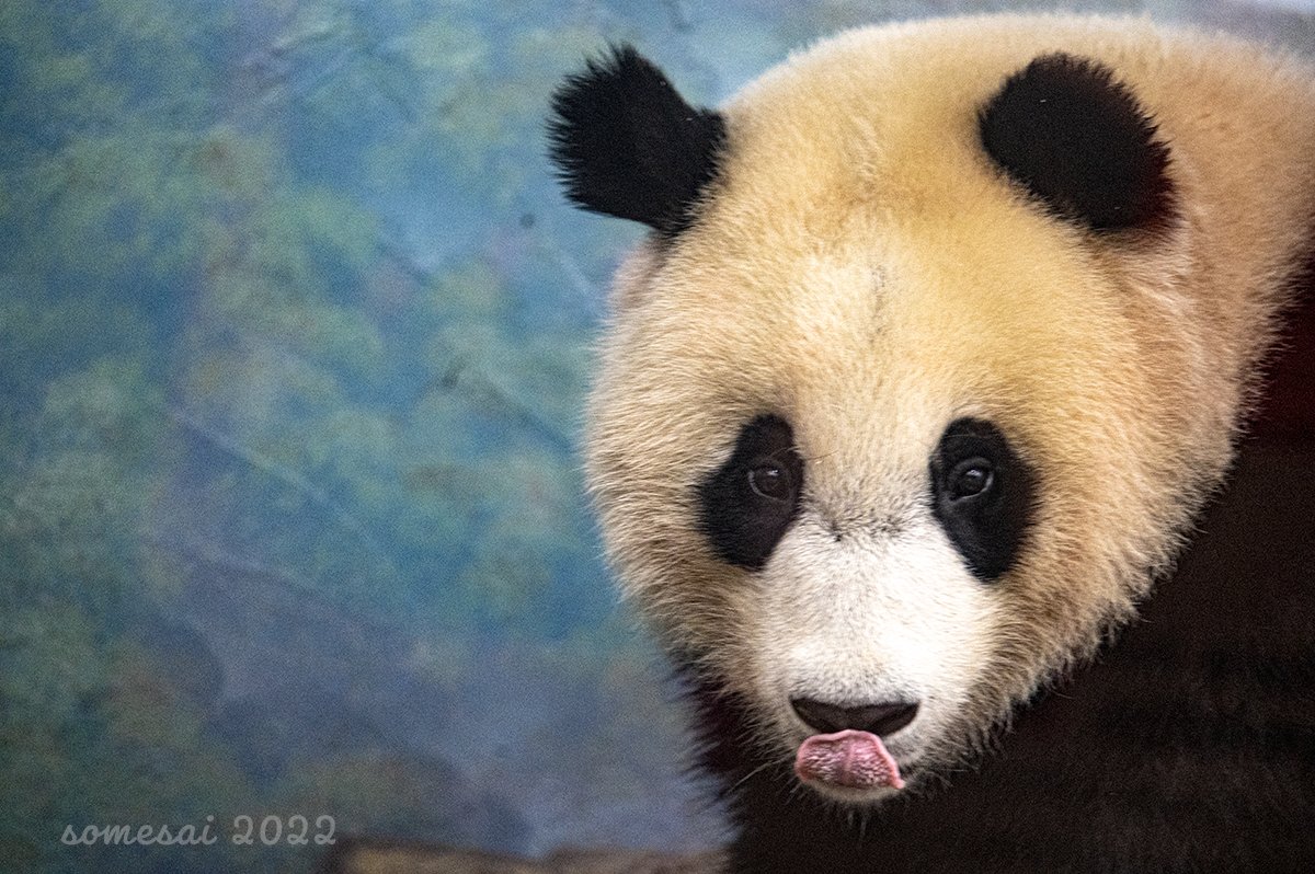 somesay's tweet photo. A kiss for my aunties and uncles
@NationalZoo 
#pandastory #xiaoqiji #panda #pandas #giantpandas #Pandaversary https://t.co/yaF4pKNeNB
