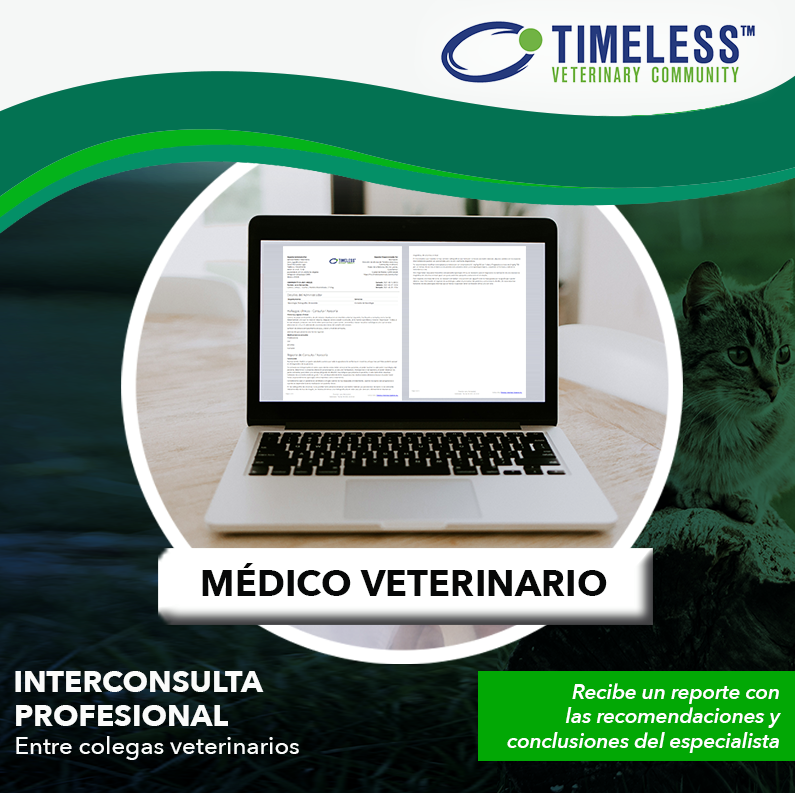 TimelessVetES's tweet photo. #MédicoVeterinario ¿Necesitas consultar un caso con un especialista? ¡Utiliza la mejor herramienta para hacerlo!
✅  Al finalizar obtendrás un detallado reporte en formato PDF, el cual incluirá las recomendaciones de tratamiento por parte del especialista.
https://t.co/JsUndpSkXU https://t.co/O0aExND4UL