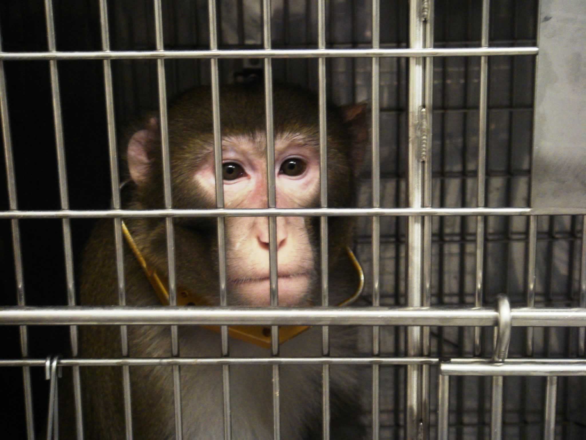 PETA on Twitter "The Oregon National Primate Research Center imprisons