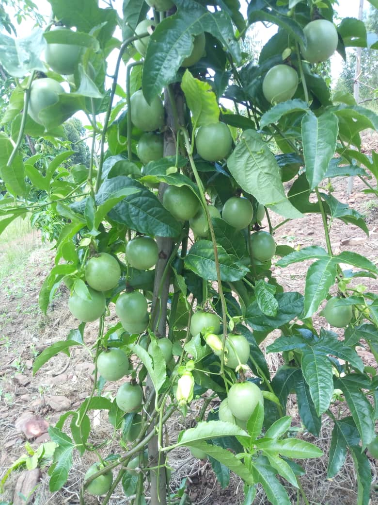 Gishwati Modern Agriculture &Environmental Mgt Ltd tweet media