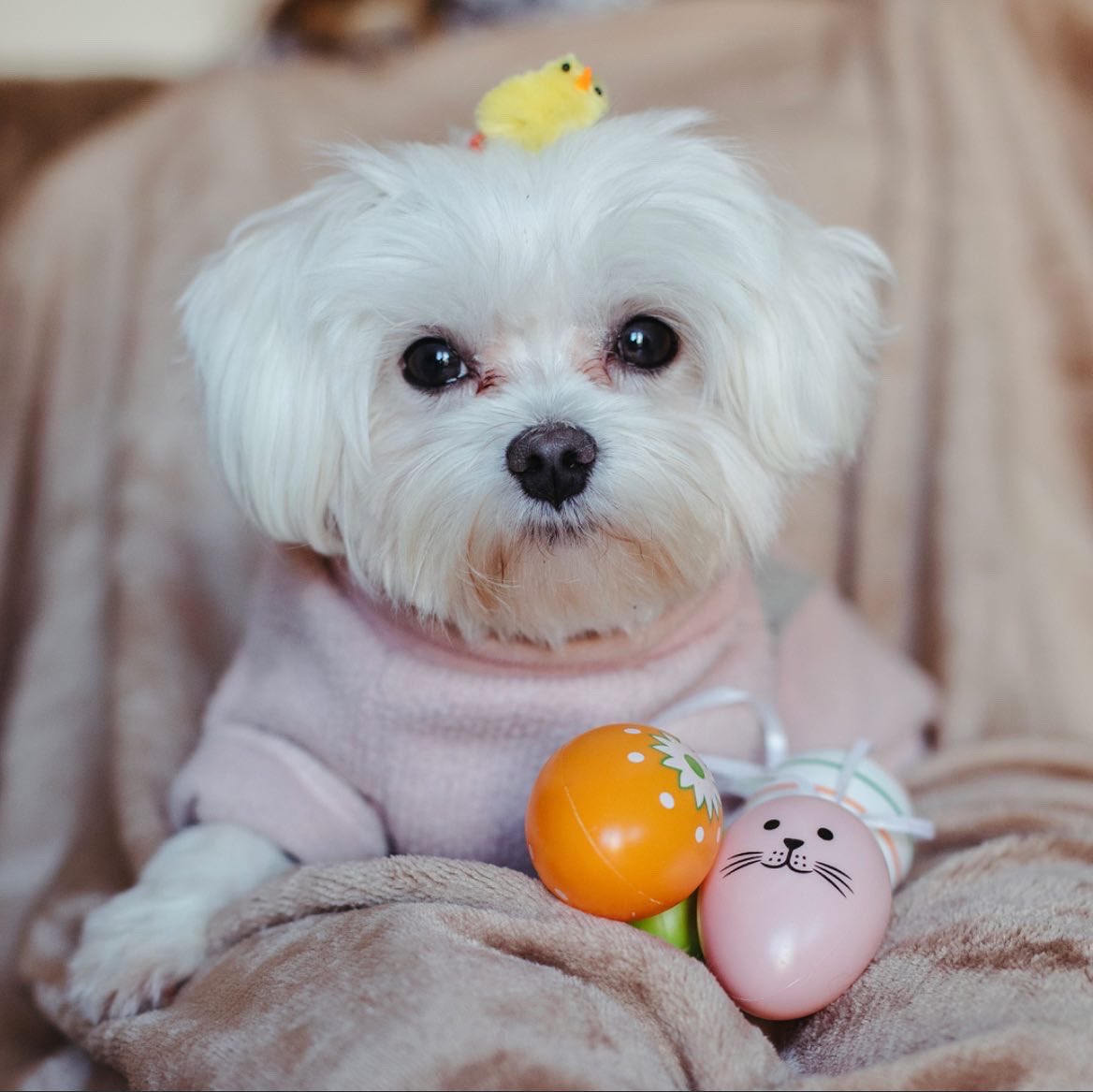 We hope you’ve had a great Easter bank holiday weekend! 

The pups have had a lovely time celebrating and having a much needed break. It’s been a busy few weeks perfecting recipes and getting ready to launch our fresh yummy dog food! 

It’s not always ‘a dog’s life’ you know…