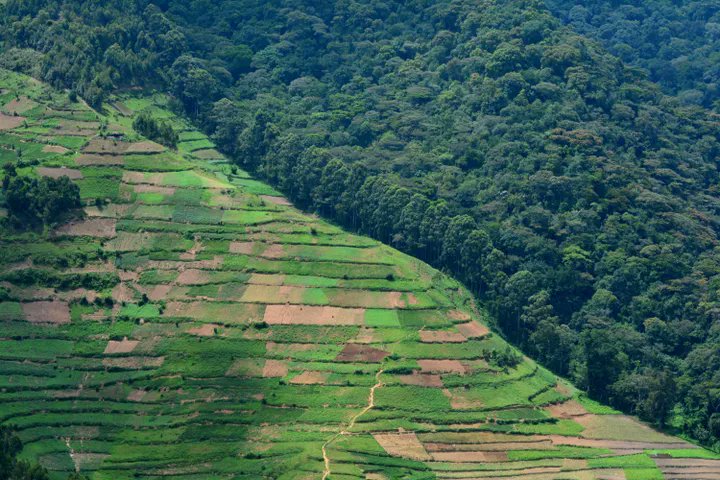 Guillaume0905Kl's tweet photo. When Europeans consume, our forests are consumed. It's time to save Congo rain forest.
#SaveCongoRainForest 
@Riseupmovt @vanessa_vash https://t.co/Y1sZOgZZYN