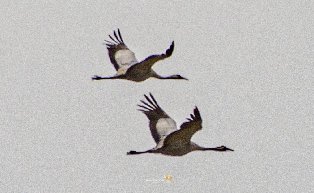 VeronicaJoPo's tweet photo. Absolutely loved watching this Crane couple flying high over @WickenFenNT today. 
Such a beautiful treat 🙏🏻🥰❤️ 
Very grateful ☺️ #cranes #wildlife #FlyingCranes @East_England_NT https://t.co/e6xbr8gMDo