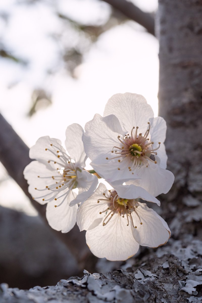 CasaChaluca's tweet photo. Los cerezos en @ValleCereza empiezan a florecer. @vallejerte_tur Reserva @CasaChaluca en: https://t.co/SFweJSAyBq https://t.co/PPI3rwe6vw o casachaluca@gmail.com #cerezos #cerezosenflor #jerte #valledeljerte #alojamientorural #casarural #turismorural #escapadarural #CasaChaluca https://t.co/qzfz6cpJAw