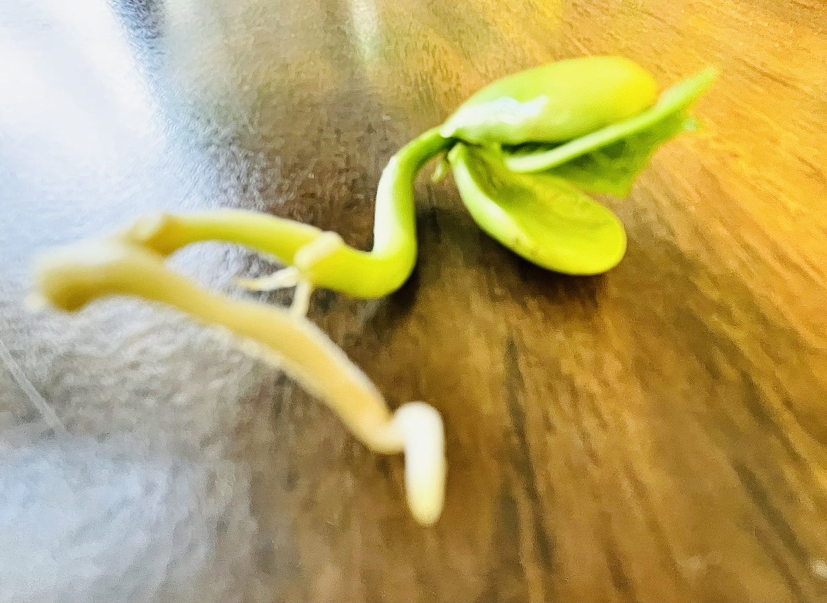 Poni3kj's tweet image. DCEKBears Beanie Babies - They really grew over the long weekend. They are starting to look like baby dinosaurs. Do you see it or is it just me?  Truly interesting to see them develop from stage to stage. #DCEKBearfun #CISDScienceRocks