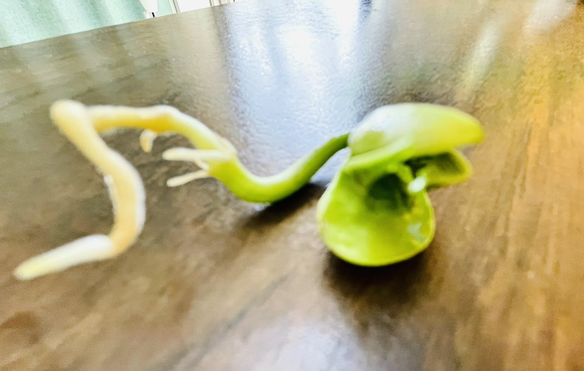 Poni3kj's tweet image. DCEKBears Beanie Babies - They really grew over the long weekend. They are starting to look like baby dinosaurs. Do you see it or is it just me?  Truly interesting to see them develop from stage to stage. #DCEKBearfun #CISDScienceRocks