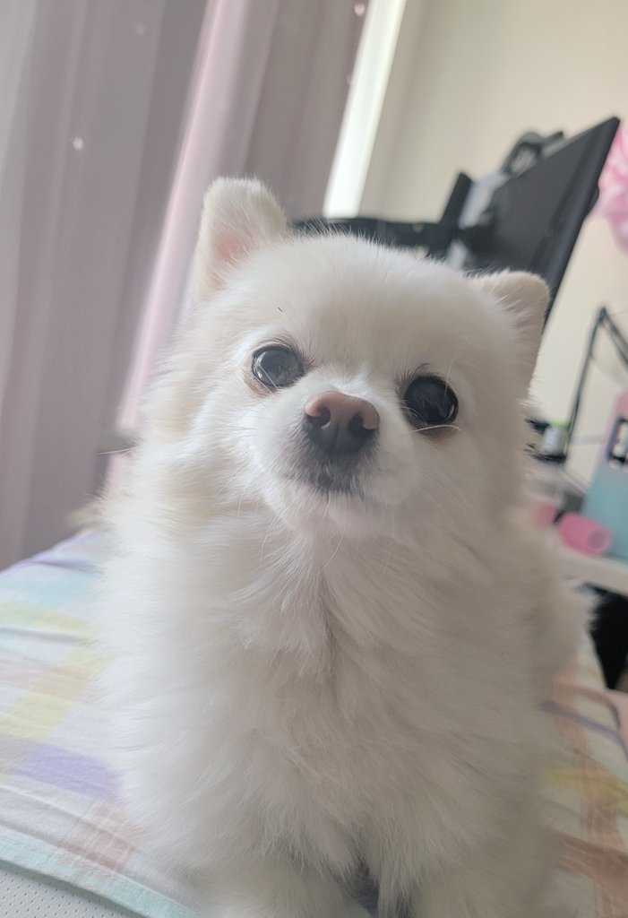 lily on Twitter "temtem https//t.co/HrgR5cQajf" / Twitter