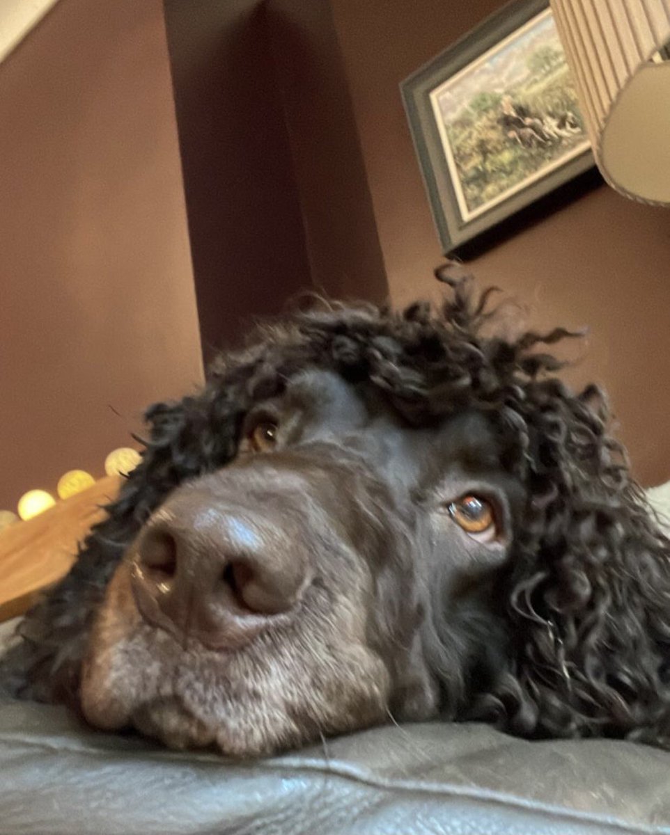 CathbrierleyW's tweet photo. @poppygibsonuk Enda and Gus ( water spaniel and cocker spaniel the best of buddies ) https://t.co/GYY2KtkiXo
