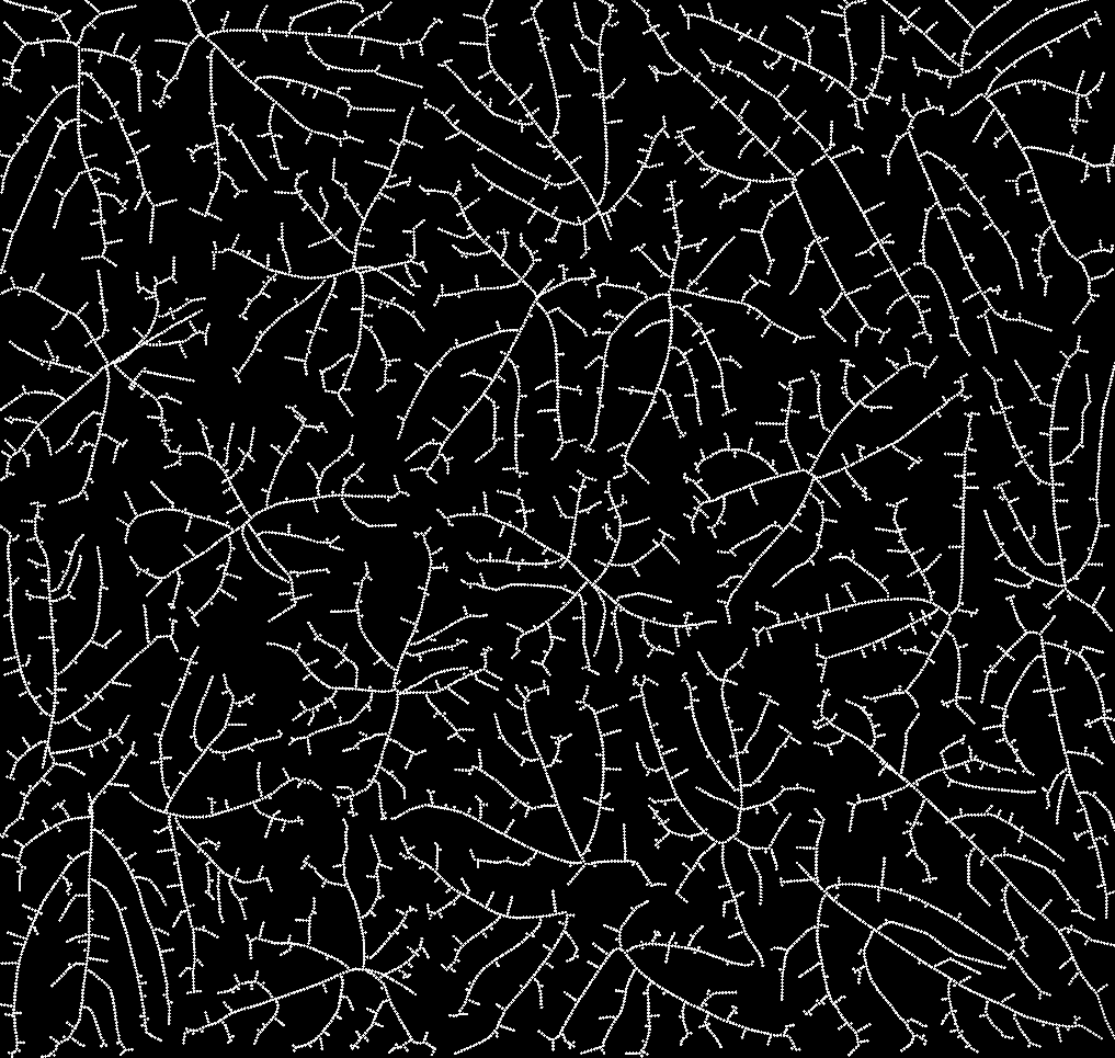 AAlternator's tweet photo. Started to learn a space colonization algorithm, here are the results for today. Without using libraries, because it's more interesting!
#generativeart #generativeart #algorithm https://t.co/1nrEdYhmaF