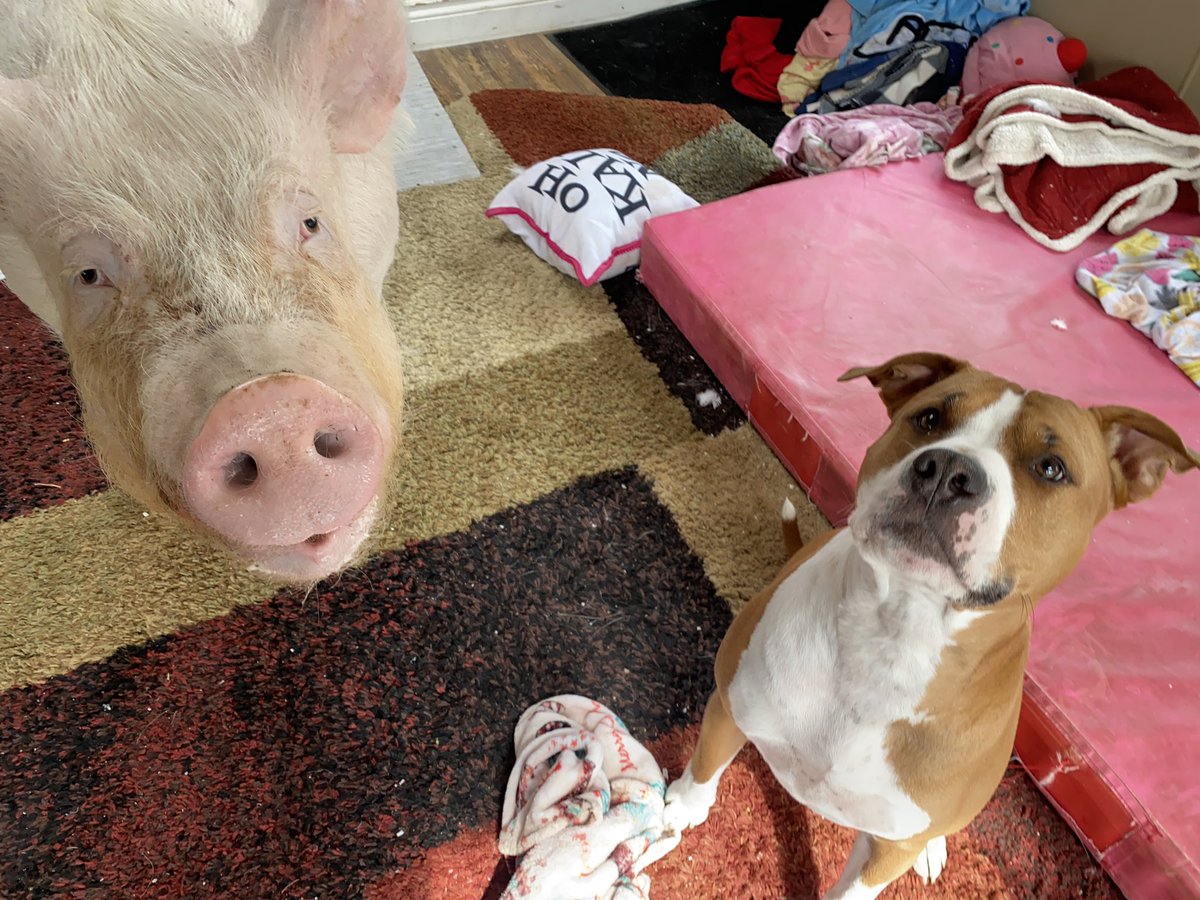 EstherThePig's tweet photo. Got snacks? https://t.co/mjS9snCIIs