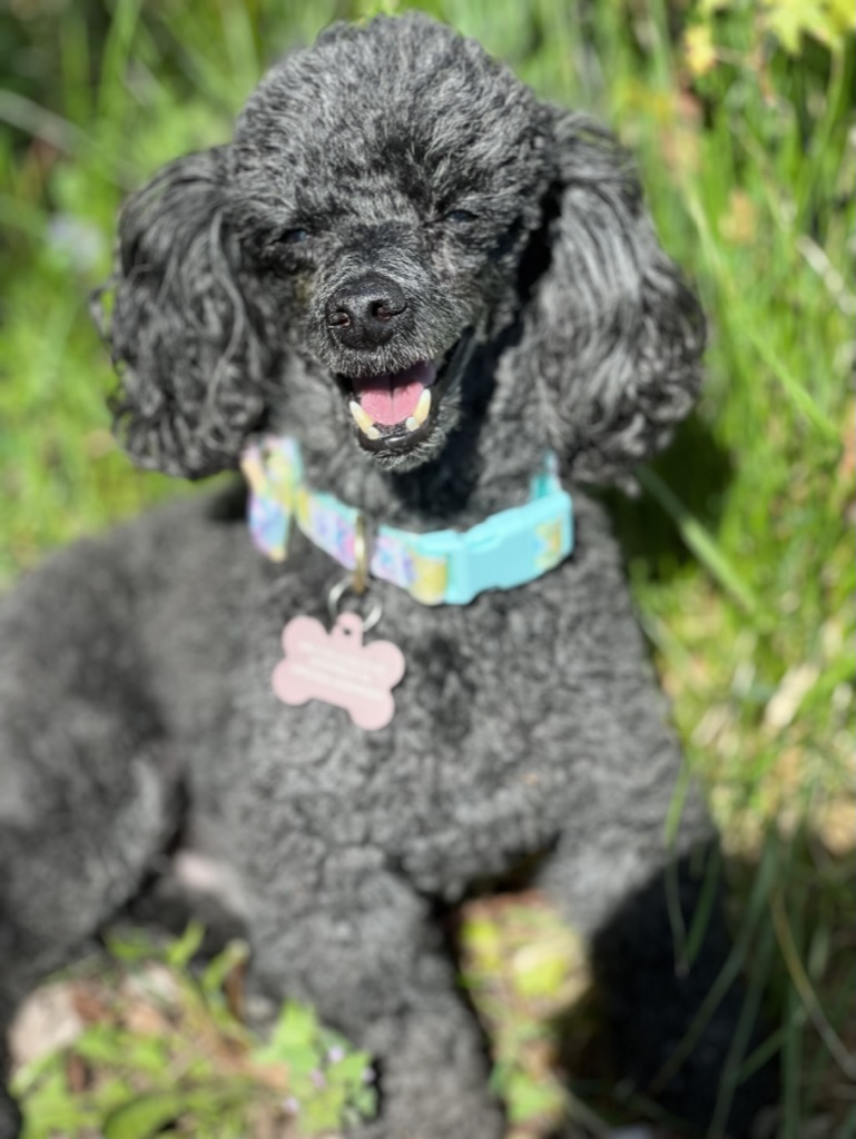 Virginia Soenksen tweet media