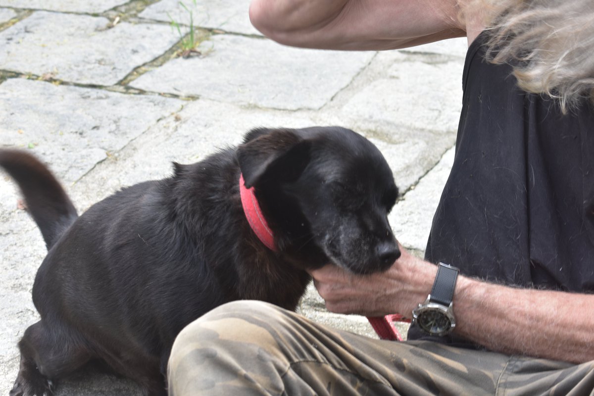 Dogs in Brazil tweet media