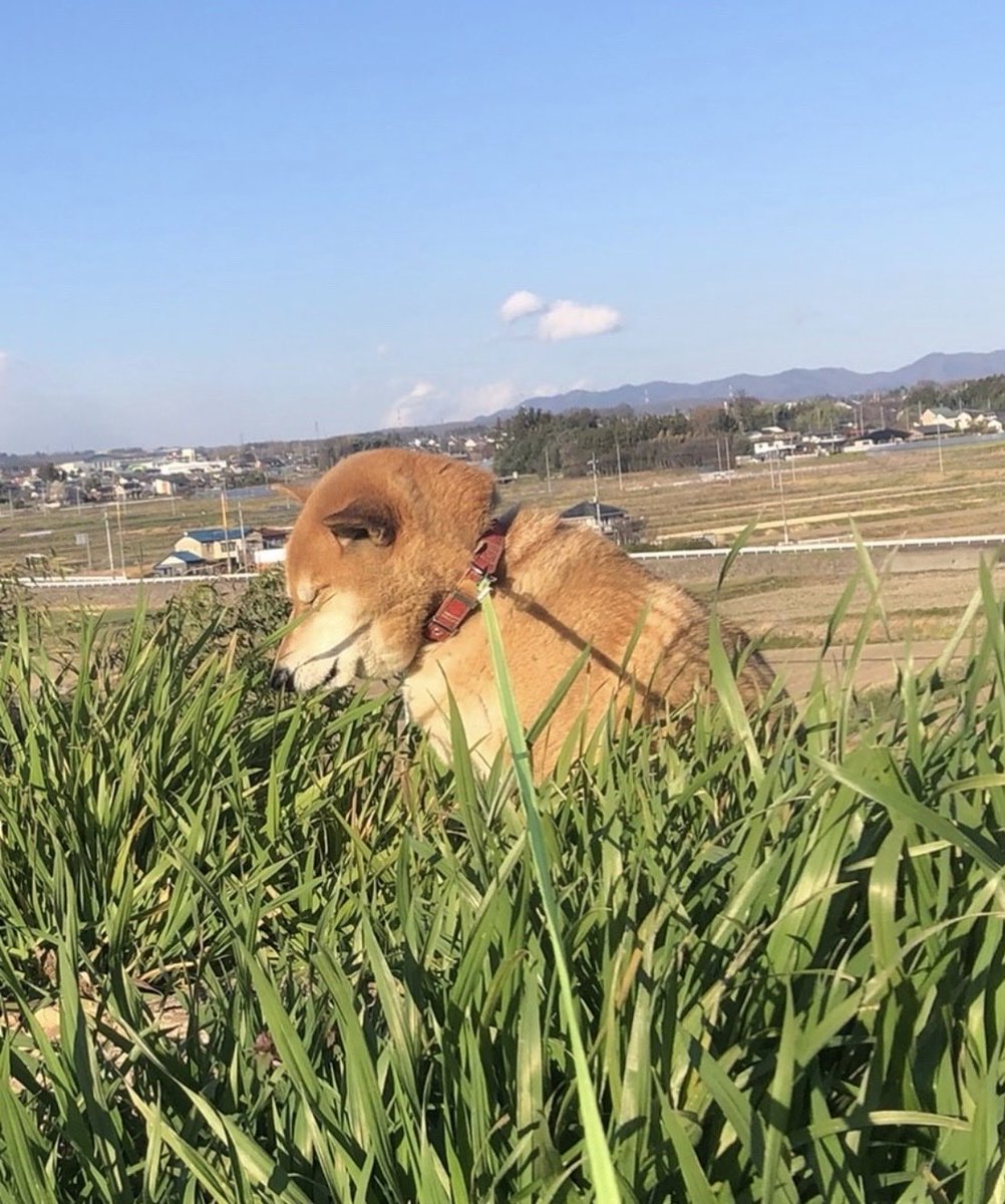 散歩中に高台に座り込み、平和の祈り、かな🐶
#柴犬　#犬 https://t.co/htMJYPfxhy