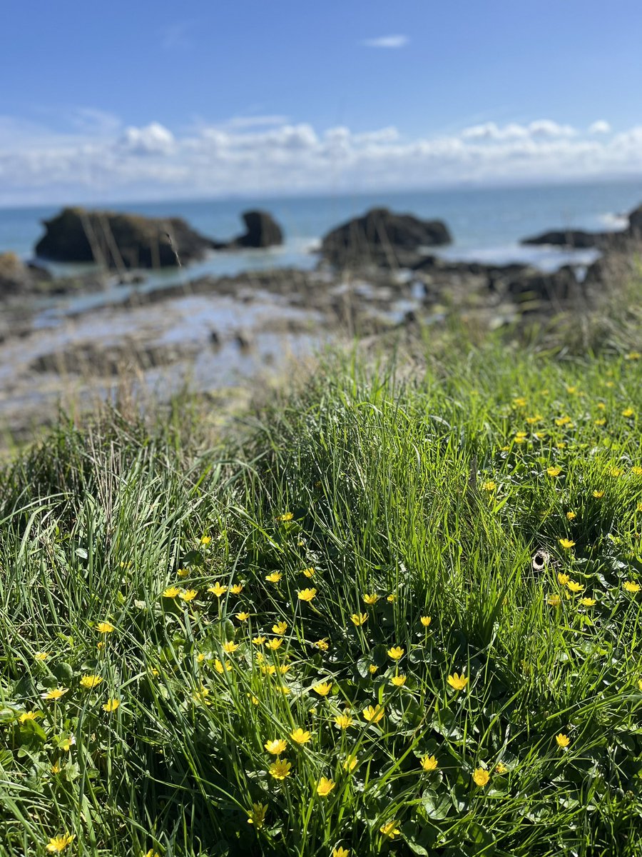 Burntistudio's tweet photo. A few pics from the #fifecoastalpath near #stmonans today. It’s about 45 mins from #burntisland #fife https://t.co/8qdzwjuGVF