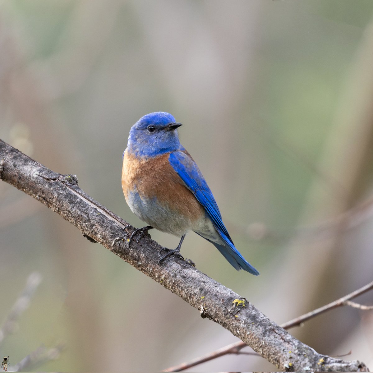 The male Western Bluebird is a round-bellied bird with a rusty orange vest and a blue upper body. That deep blue is stunning!

#bluebird #birds #wildlife #nature #blue #bird #photography #westernbluebird #birding #california
