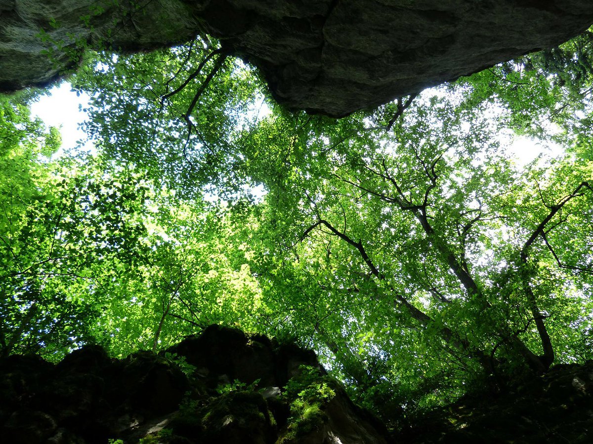 ncforestservice's tweet photo. In NC, there are nearly 320 million urban trees sequestering 2.1 million tons of carbon.
Reforestation helps increase the carbon sequestration potential of our forests, reducing climate impacts. Plant the #RightTree in the #RightPlace. #EarthDay2022 #NCForestsUnited https://t.co/f3xaswsz2m