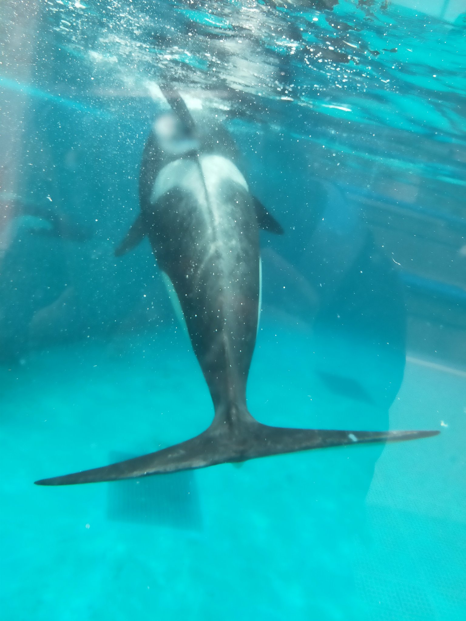 オルカ姐さん 写真館 シャチの後ろ姿カッコいい 今日も1日自分のできる範囲で頑張ろう 動物大好き シャチ大好き 写真好きな人と繋がりたい T Co 1mesq3rnoe Twitter