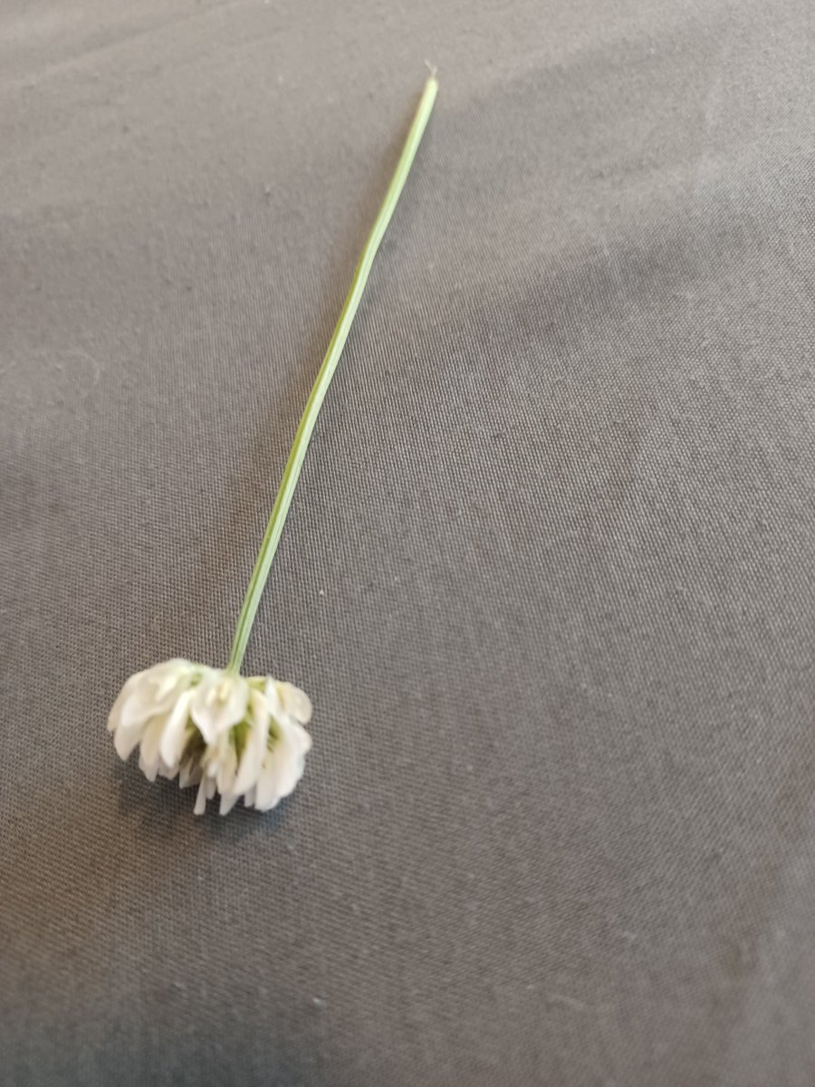 ZachAtBatt's tweet photo. White clover is an aromatic vitamin-rich weed, more frequently enjoyed by lawnmowers than people. While edible on its own, it can also be made into a herbal tea, which I plan to do after drying. 
#foraging https://t.co/y7tnq55A9D