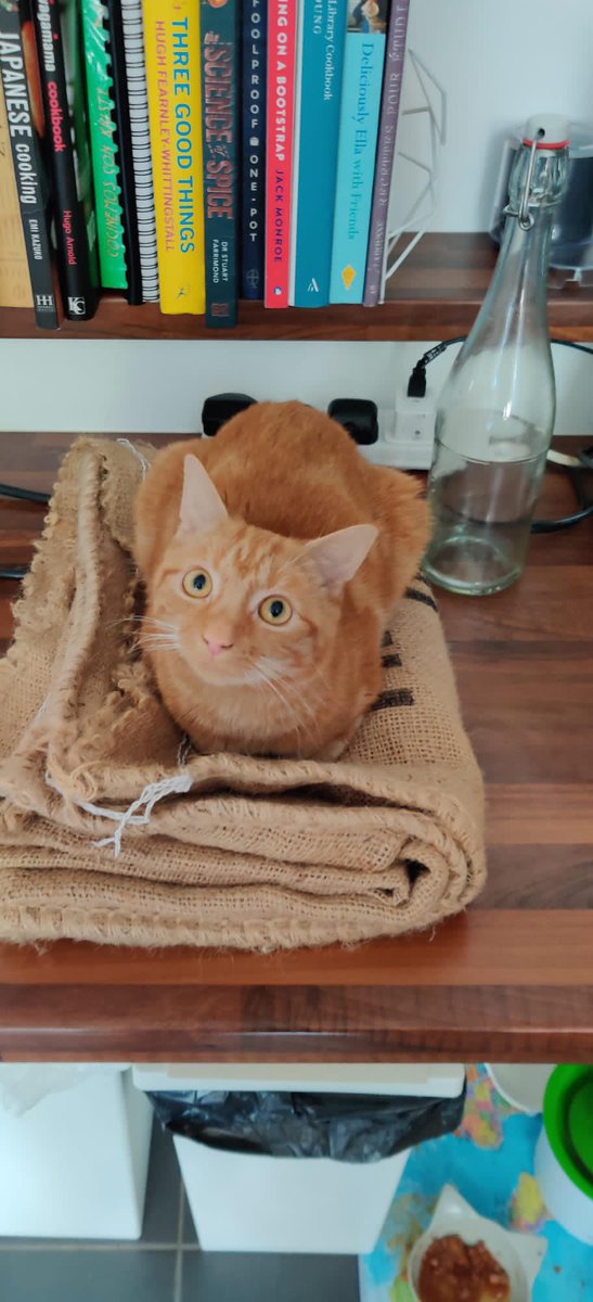 Ciccolini_'s tweet photo. Bermondsey, London

At around 4pm/5pm on Easter Monday (18th April), our ginger cat went missing.

Please keep an eye out for her and call Emma on 07595 638 436 if you see her. Her name is Juno, and she is an adult cat but is very small. https://t.co/iDamWw3949